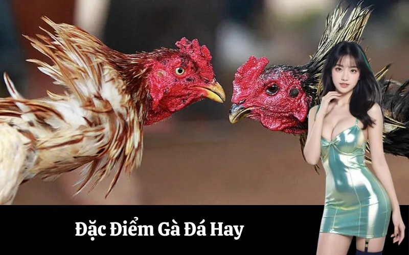 Đặc Điểm Gà Đá Hay